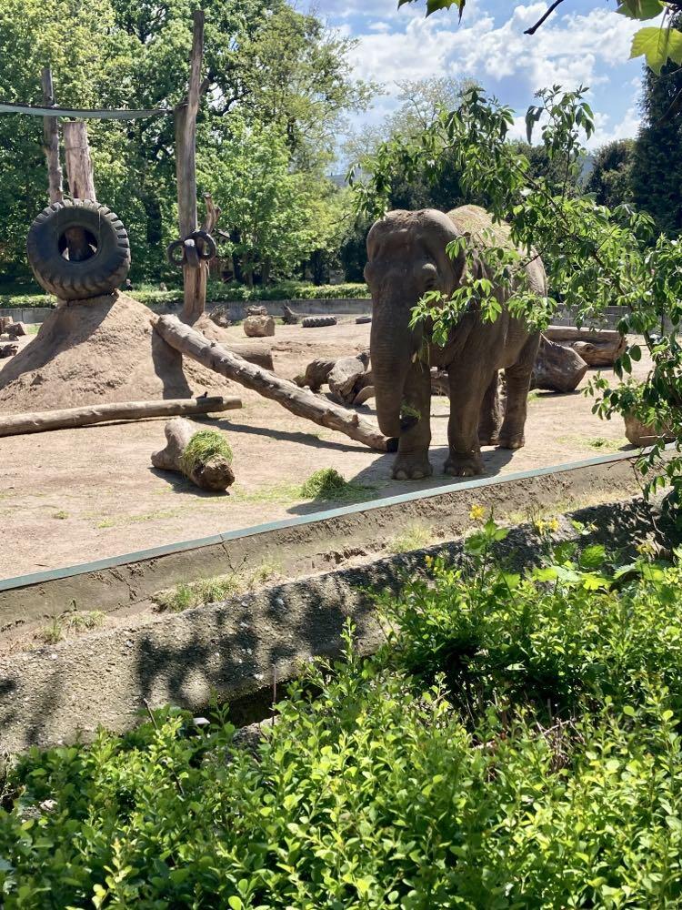 WROCŁAWSKIE ZOO .