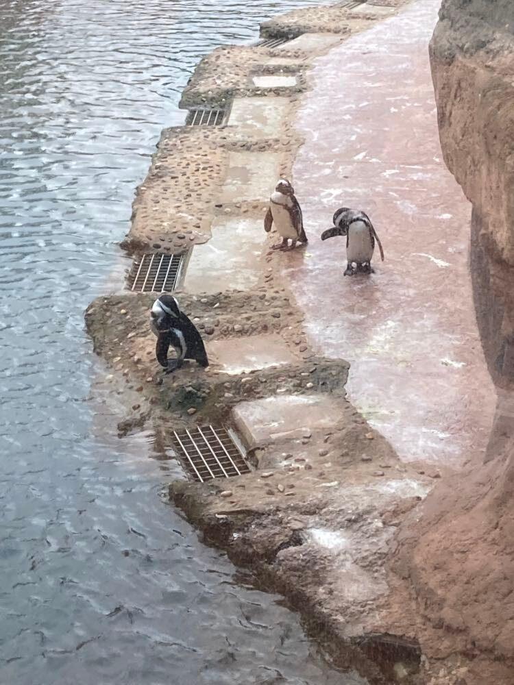 WYCIECZKA DO ZOO WE WROCŁAWIU.
